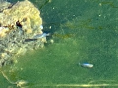 Cyprinodon nevadensis mionectes