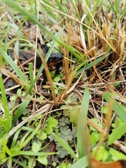 Cynops ensicauda popei