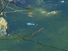 Cyprinodon nevadensis mionectes