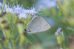 Allosmaitia strophius