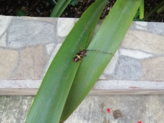 Trachyderes elegans