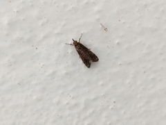 Nomophila noctuella