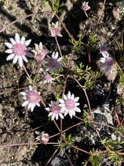 Actinotus forsythii