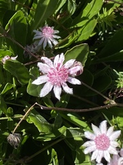 Actinotus forsythii