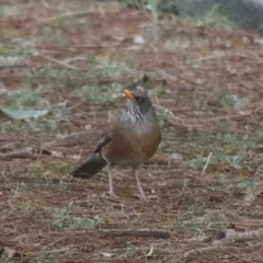 Turdus rufopalliatus