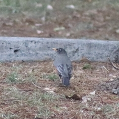 Turdus rufopalliatus