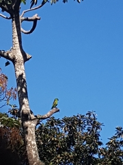 Brotogeris jugularis