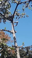 Brotogeris jugularis