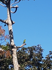 Brotogeris jugularis