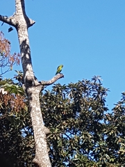 Brotogeris jugularis