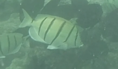 Acanthurus triostegus sandvicensis