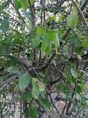 Sarcomphalus amole