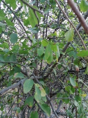 Sarcomphalus amole