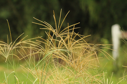 Chloris gayana