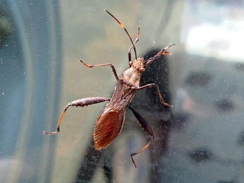 Riptortus pedestris