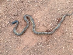 Aspidites melanocephalus