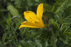 Hemerocallis middendorffii