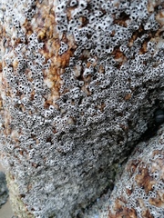 Chthamalus hedgecocki