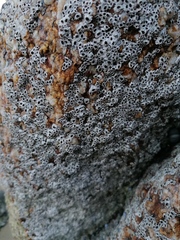 Chthamalus hedgecocki