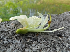 Sesbania grandiflora