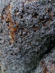 Chthamalus hedgecocki