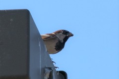 Passer domesticus