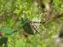 Pyropteron triannuliformis