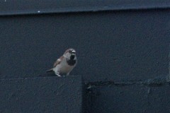 Passer domesticus