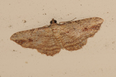 Xanthorhoe anaspila