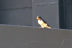 Hirundo rustica