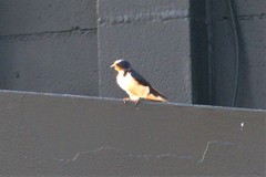 Hirundo rustica