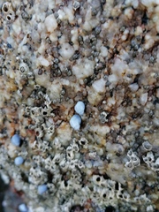 Echinolittorina modesta