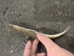 Platycephalus indicus