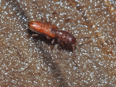 Silvanus unidentatus