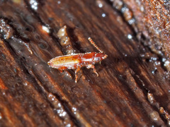 Placonotus testaceus