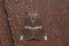 Xenochroa mediogrisea
