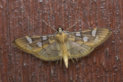 Cotachena pubescens