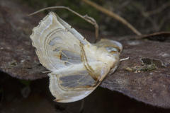 Macrauzata fenestraria