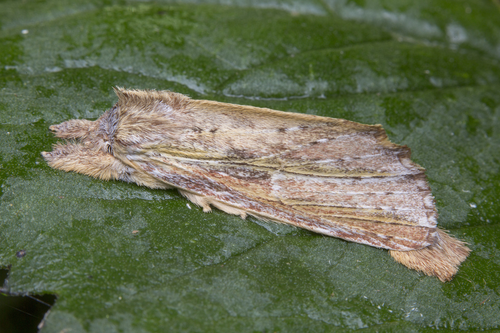 Ambadra suriga