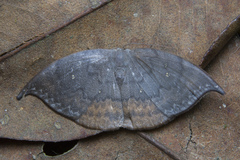 Paralbara muscularia