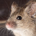 House Mouse - Photo (c) David Illig, some rights reserved (CC BY-NC-SA)