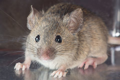 House Mouse photo 4