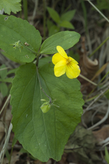 Viola orientalis