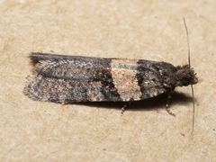 Dichelia thermaterimma