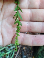 Tmesipteris elongata