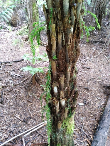 Tmesipteris elongata, photograph 1