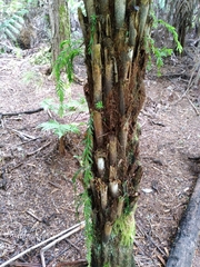 Tmesipteris elongata, photograph Leon Perrie, CC BY, iNaturalist via GBIF