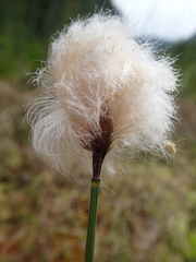 Eriophorum chamissonis