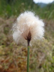 Eriophorum chamissonis