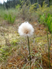 Eriophorum chamissonis